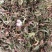 蒲公英种植蒲公英
