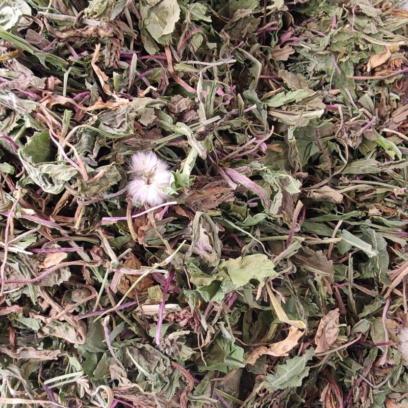 蒲公英种植蒲公英