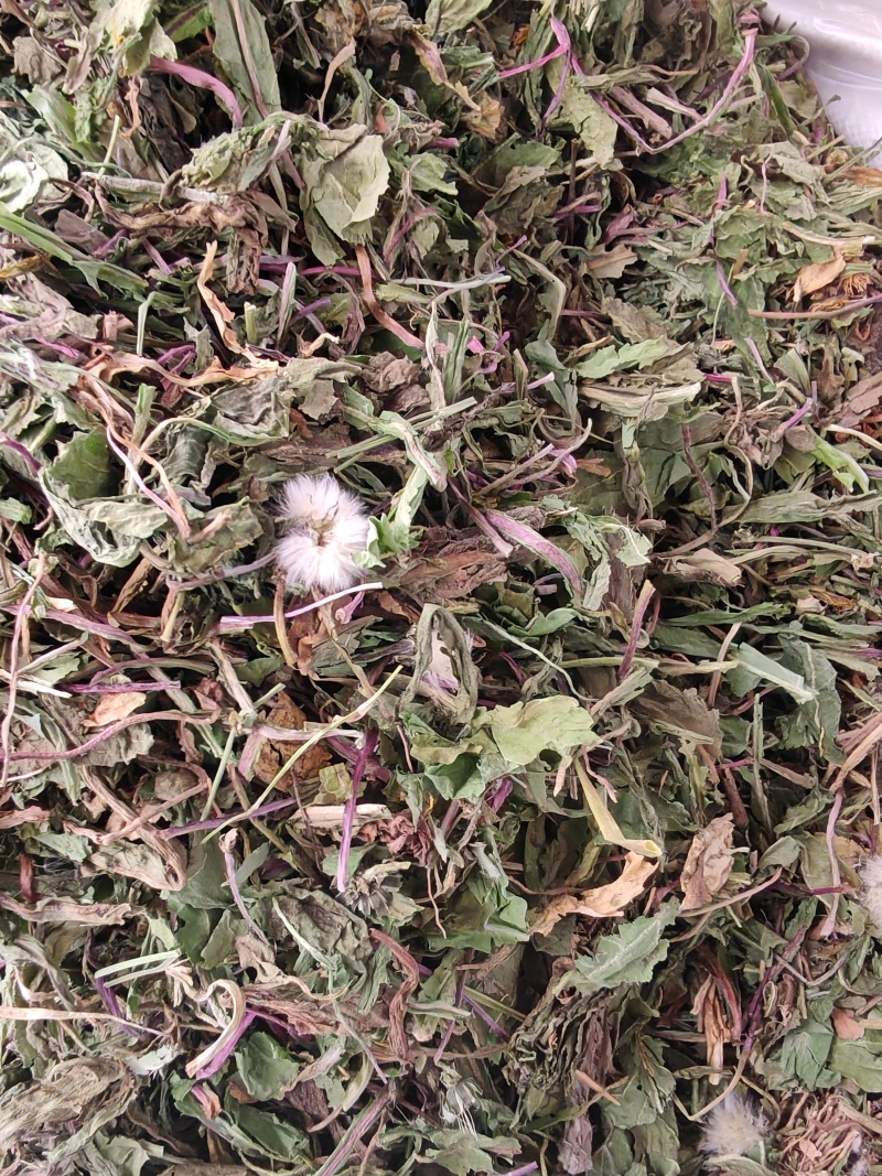 蒲公英种植蒲公英