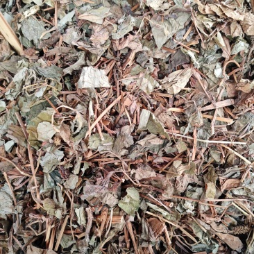 鱼腥草