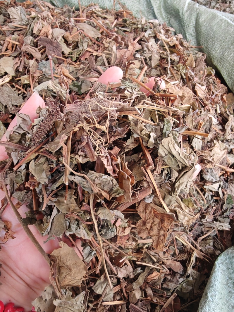 鱼腥草