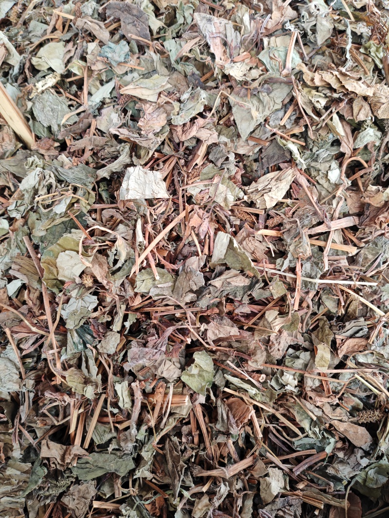 鱼腥草
