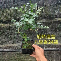 九里香九里香盆景造型老桩整箱批发常年供应欢迎下单