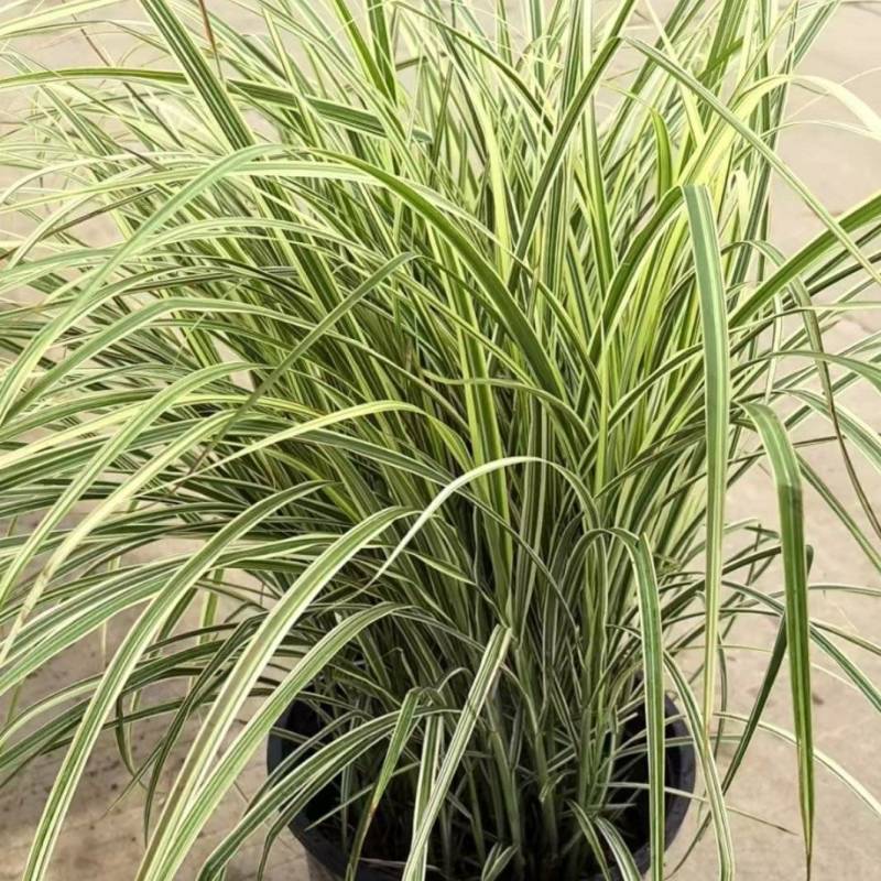 花叶芒5加仑
