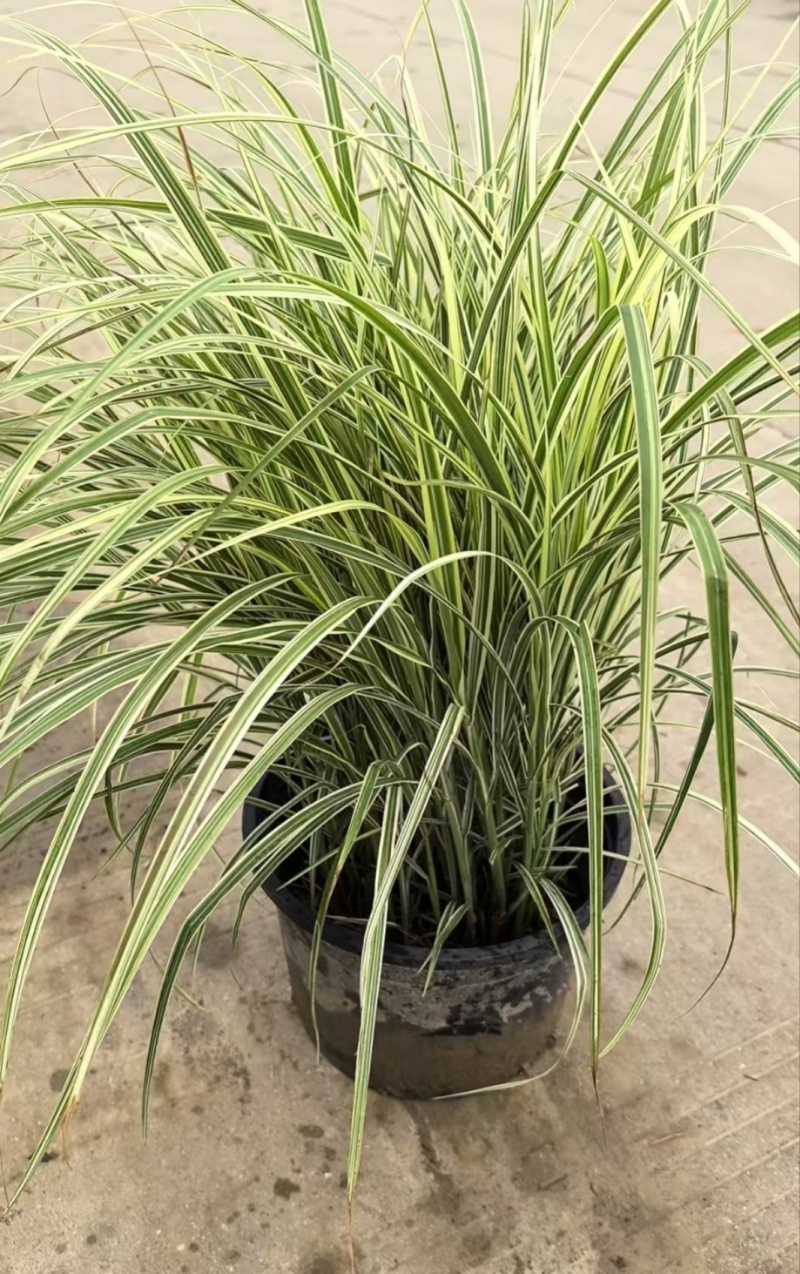 花叶芒5加仑