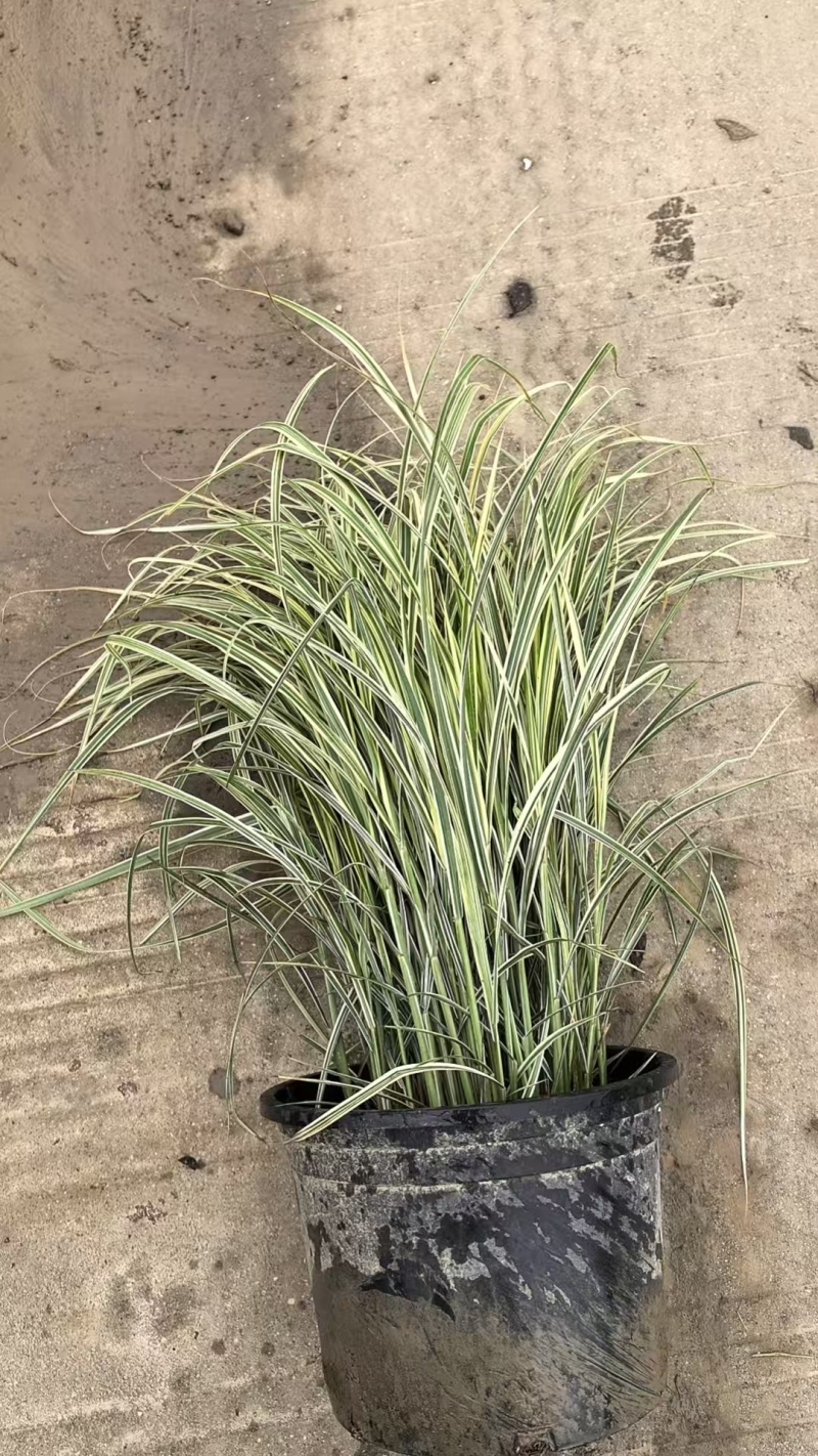 花叶芒5加仑