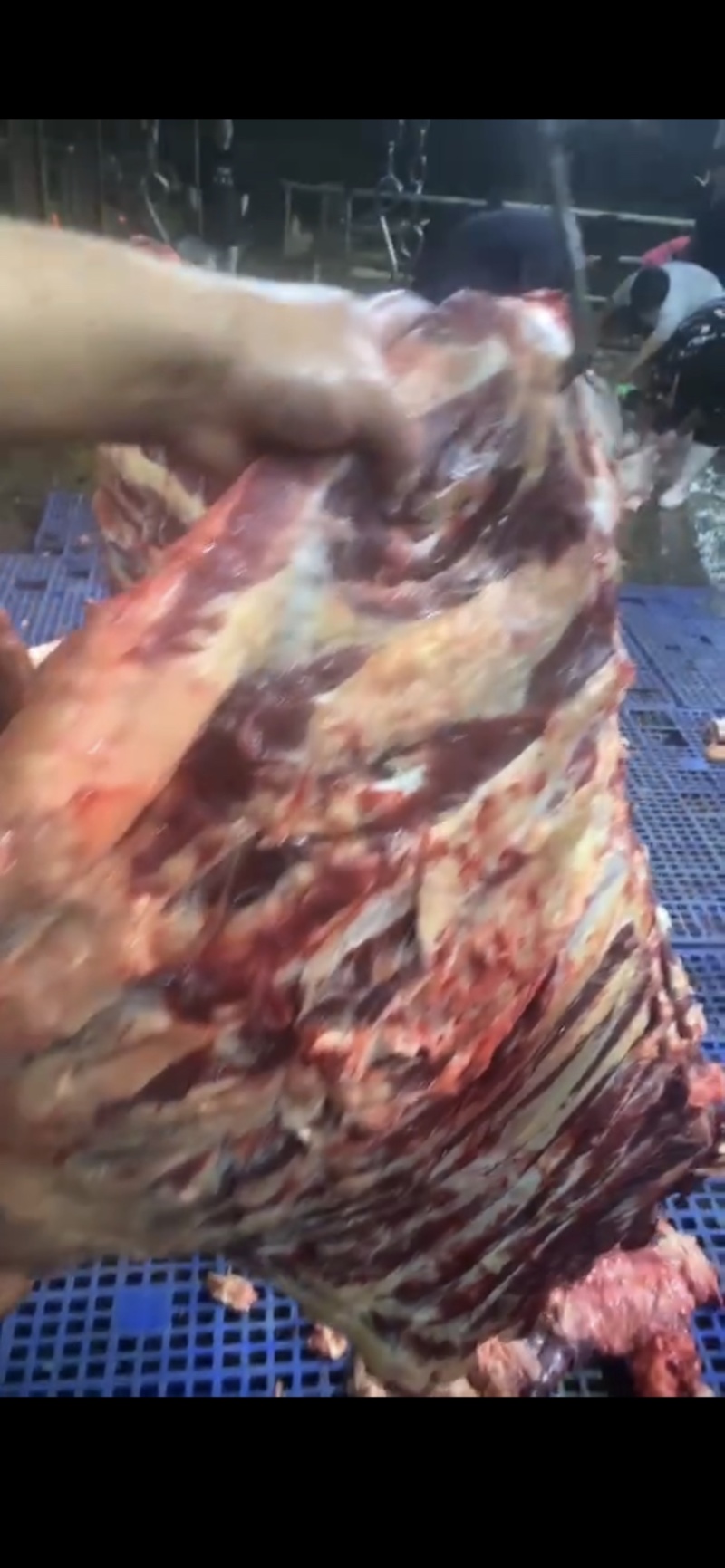 黄牛排农家散养土黄牛肉多，纯干黄牛排欢迎电联