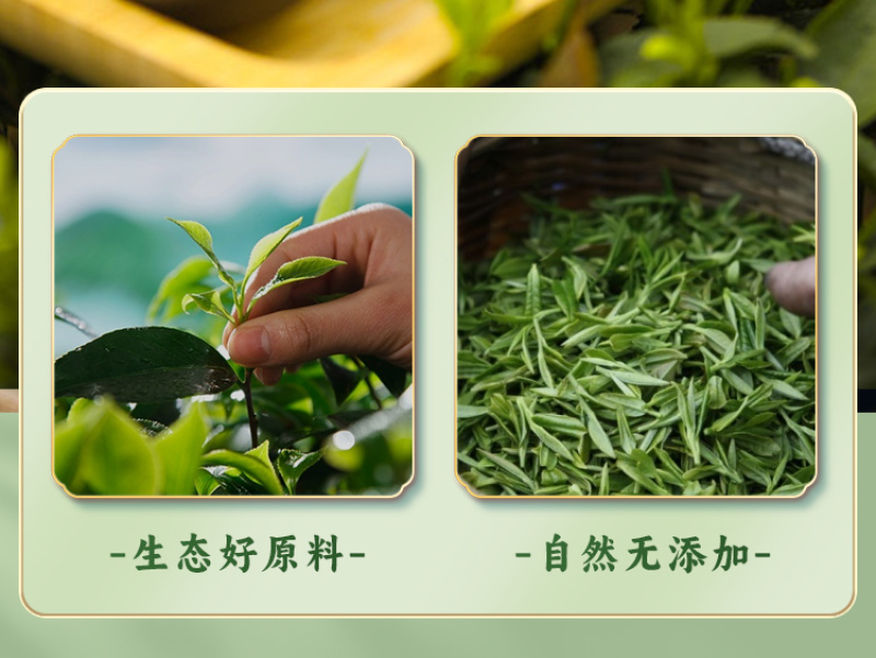 雄鸥蒸青绿茶春茶金萱毛尖礼盒装