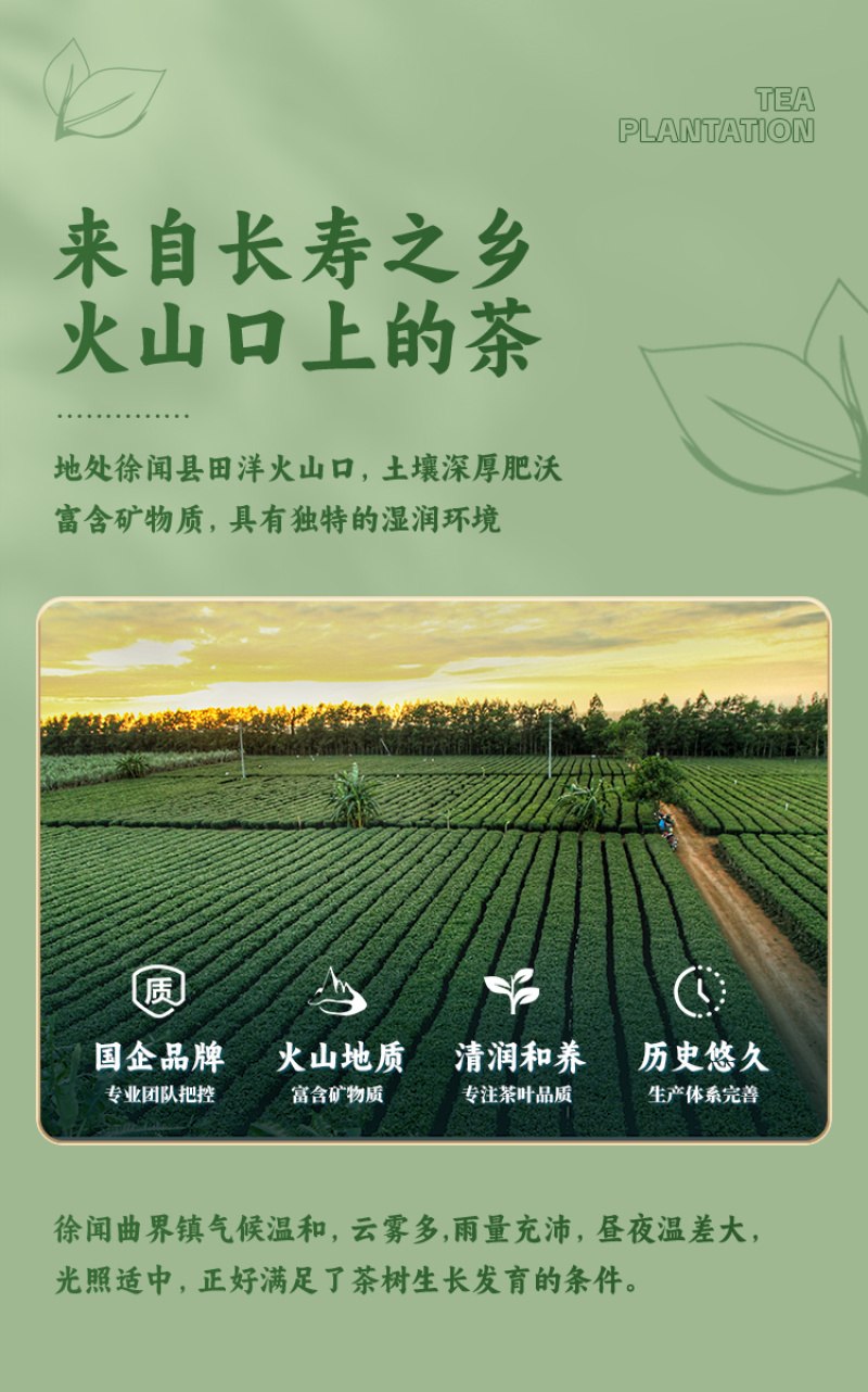 雄鸥蒸青绿茶春茶金萱毛尖礼盒装