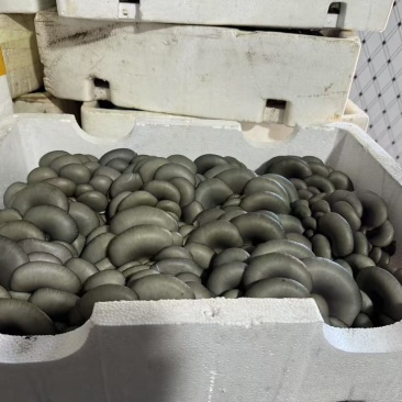 精品头茬