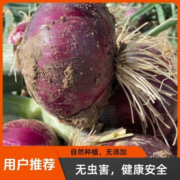 二红洋葱产地大量出货品质好有保障欢迎各地客商致电