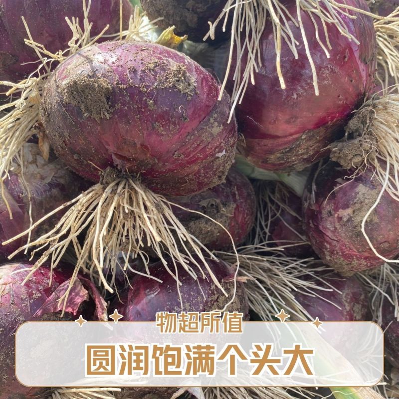 二红洋葱产地大量出货品质好有保障欢迎各地客商致电