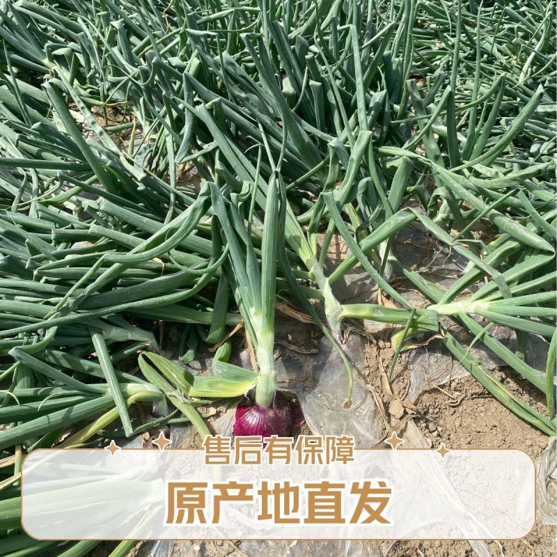 二红洋葱产地大量出货品质好有保障欢迎各地客商致电