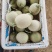 海阳市鲁厚甜一号网纹瓜