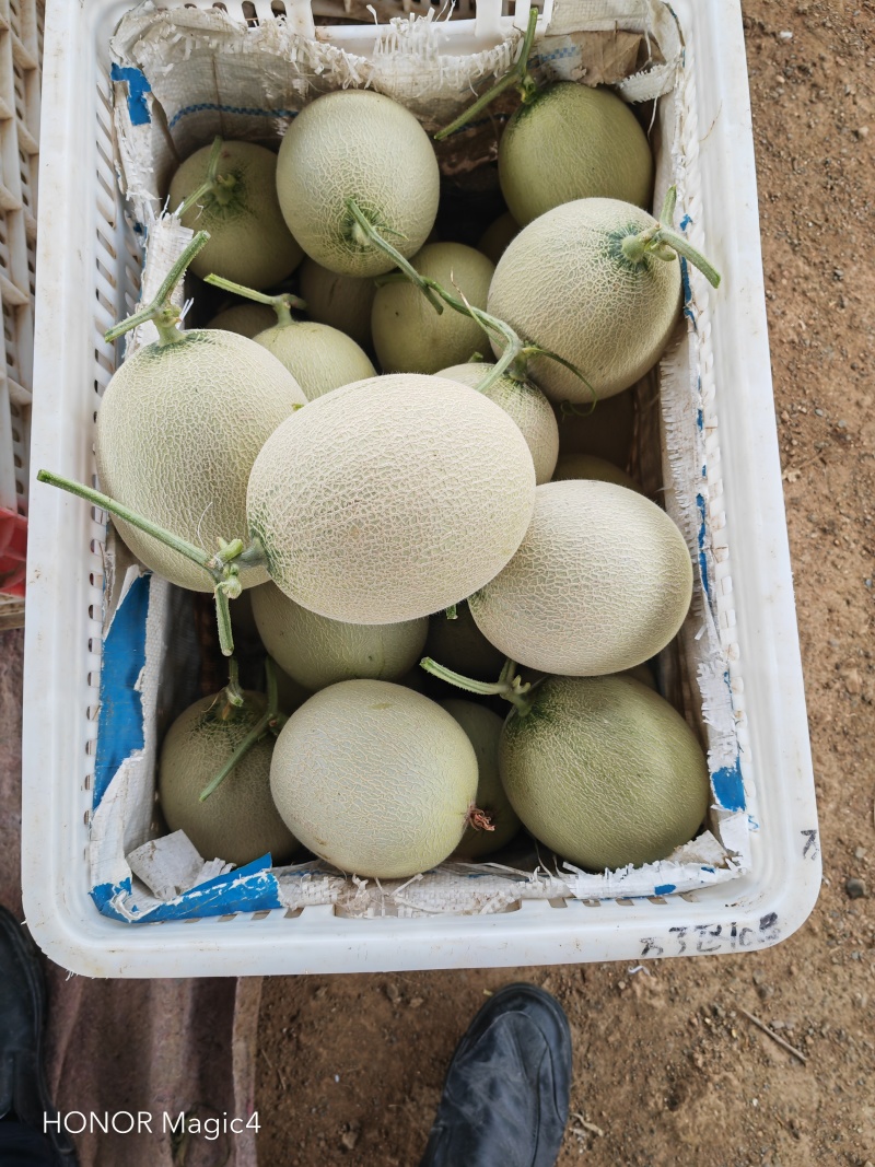 海阳市鲁厚甜一号网纹瓜