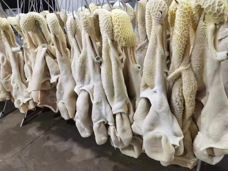 水退牛肚，鲜牛肚，纯干精修去油带金钱肚，厂家直销