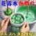 高浓缩强效拖地专用花露水泡腾片防蚊虫家用宿舍酒店地面防寒