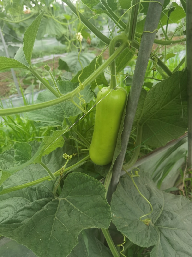 瓠瓜、夜开花、户子大量现货