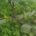 瓠瓜、夜开花、户子大量现货