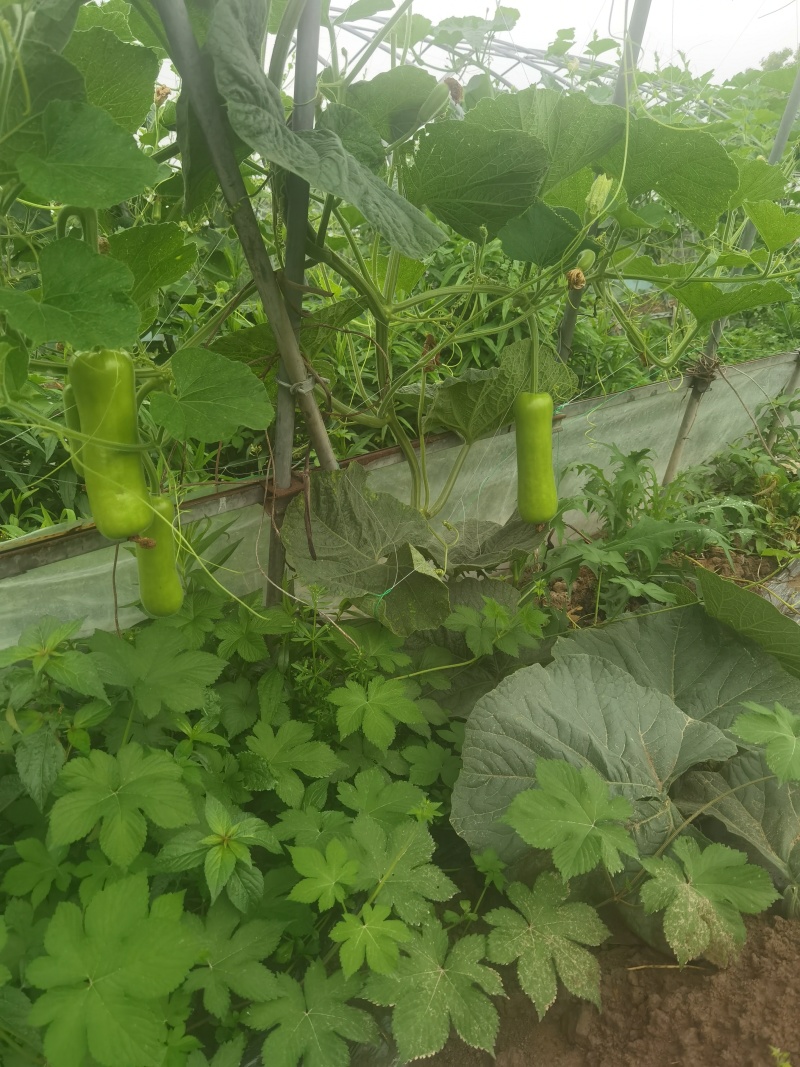 瓠瓜、夜开花、户子大量现货