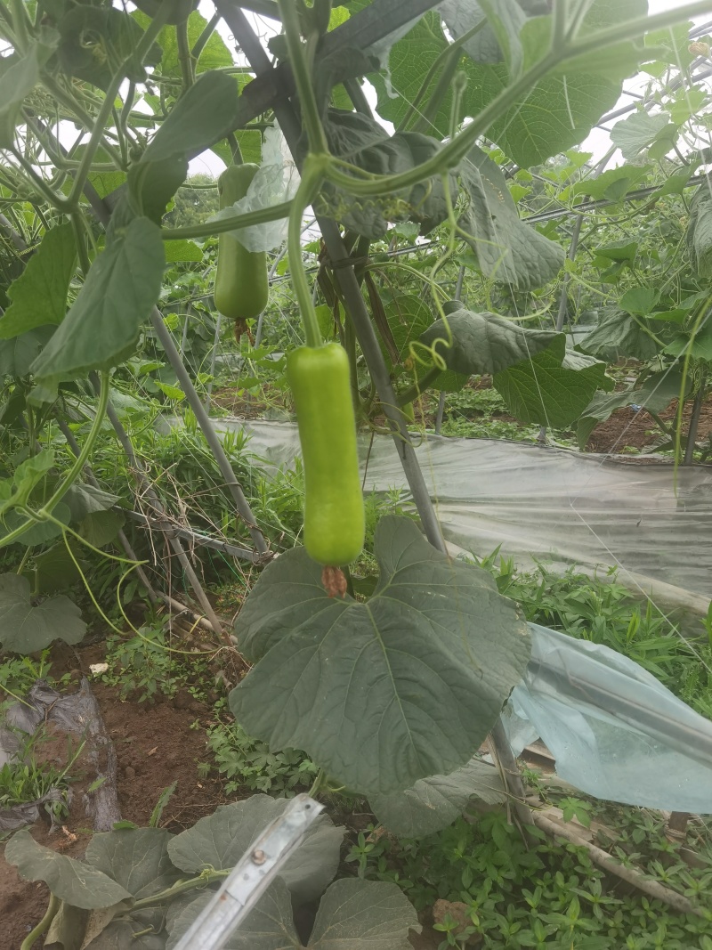 瓠瓜、夜开花、户子大量现货