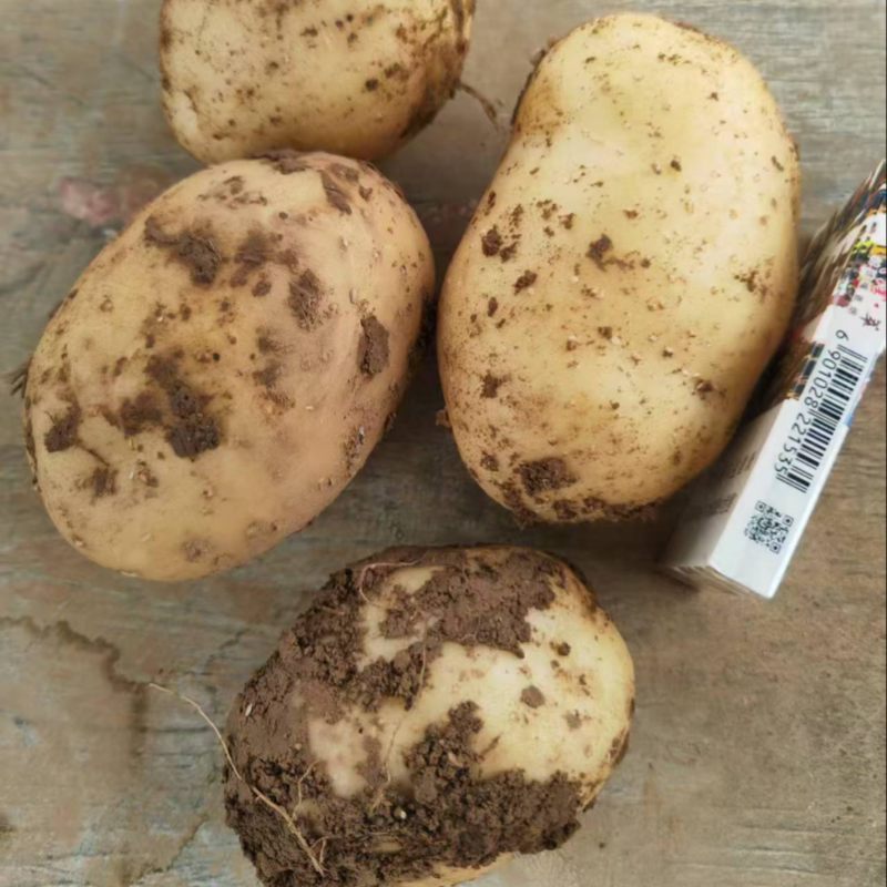 【热卖】黄心土豆二两三两货包上车品质好精品货️