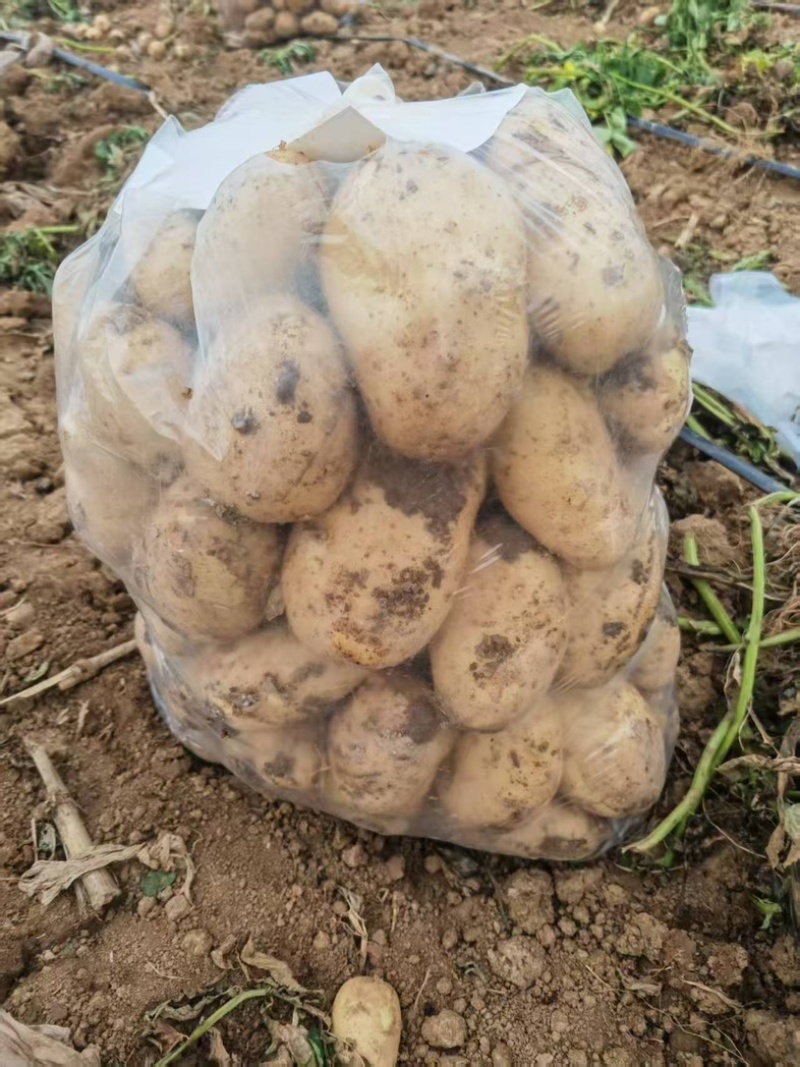 【热卖】黄心土豆二两三两货包上车品质好精品货️