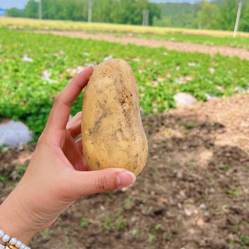 湖北土豆，黄心土豆，实验一号，产地一手货源，量大从优