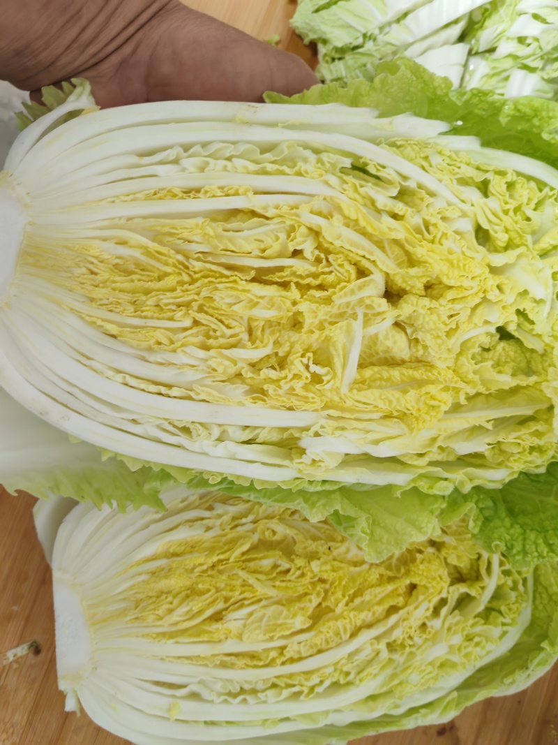 柏乡硕鑫大白菜