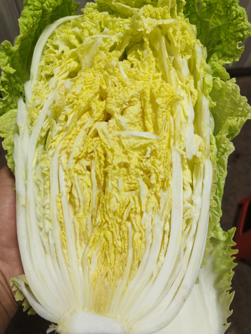 柏乡硕鑫大白菜