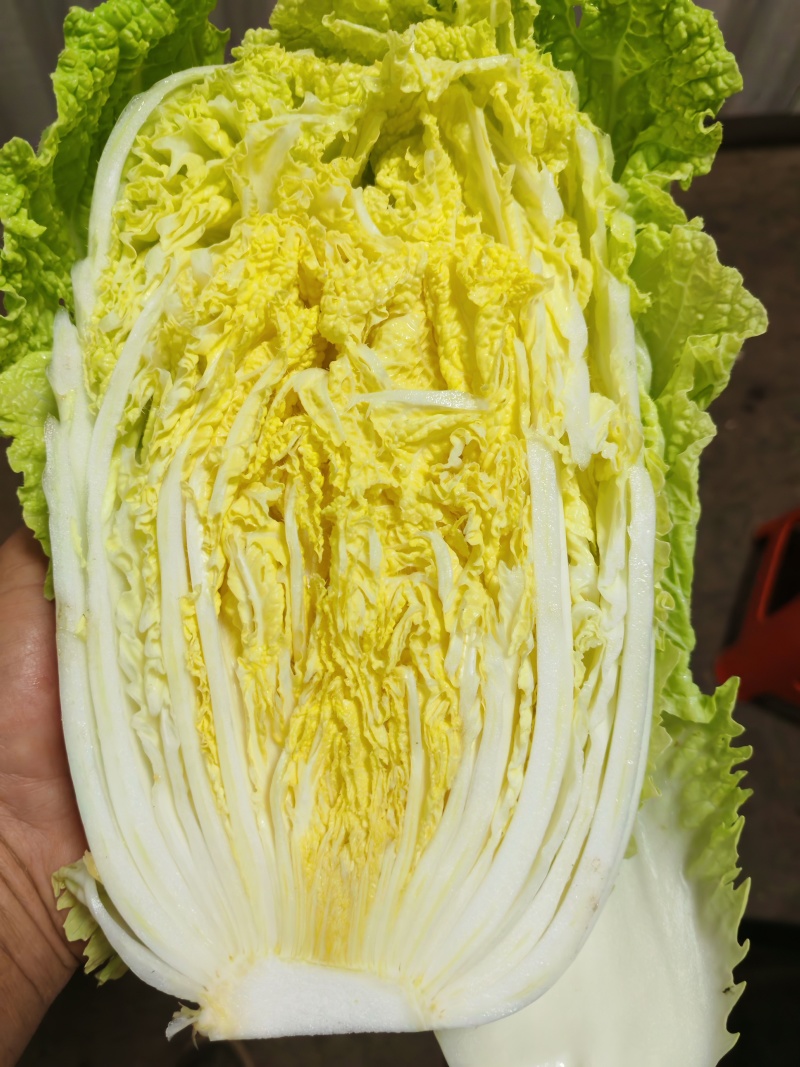 柏乡硕鑫大白菜