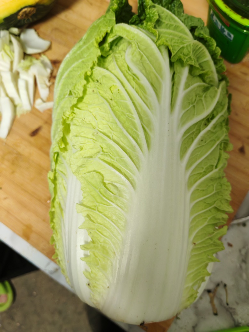 柏乡硕鑫大白菜