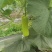 瓠瓜、夜开花、户子大量现货
