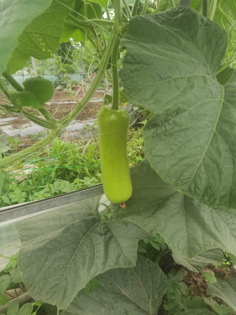 瓠瓜、夜开花、户子大量现货