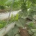 瓠瓜、夜开花、户子大量现货