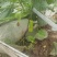 瓠瓜、夜开花、户子大量现货