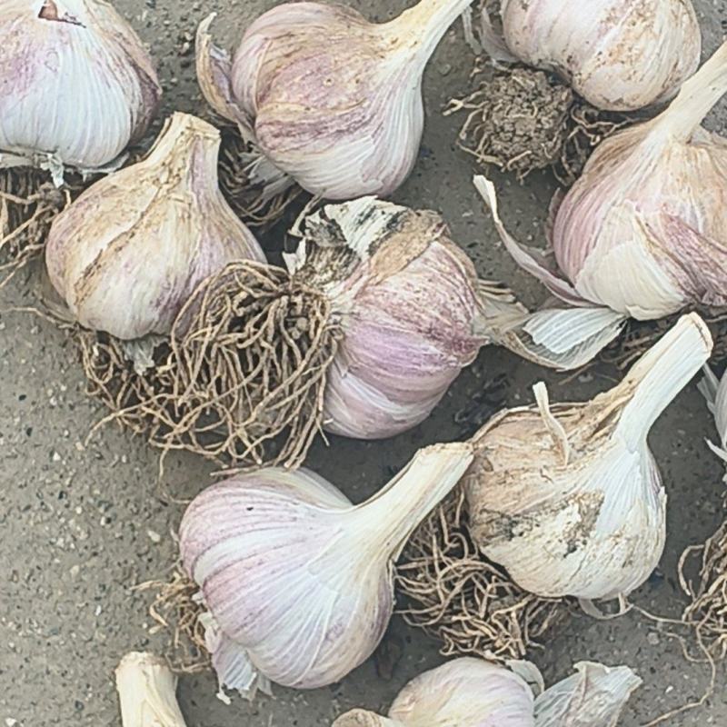 安徽亳州。苔蒜，历史以来，蒜种，挤蒜油，蒜黄