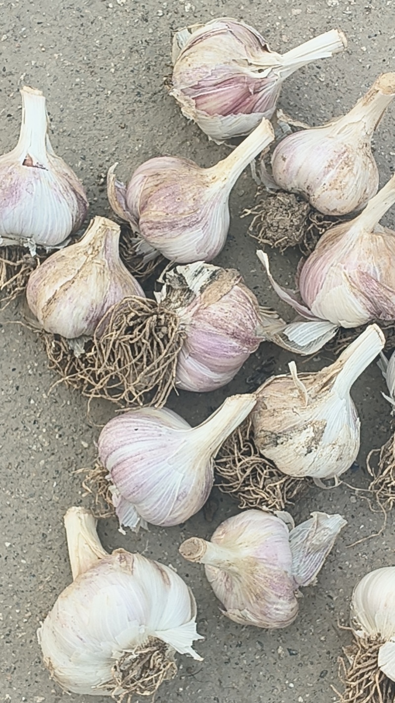 安徽亳州。苔蒜，历史以来，蒜种，挤蒜油，蒜黄