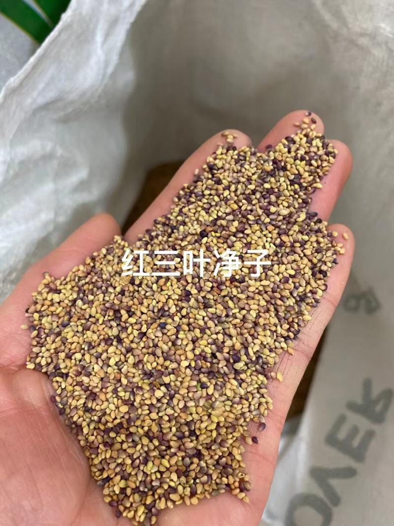 白三叶红三叶种子厂家发货一手货源批发品质便宜欢迎下单咨询