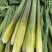 霍邱茭白上市中，欢迎新老老板前来选购，