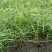 麦冬苗精品直供对接各大平台一手货源整车发货
