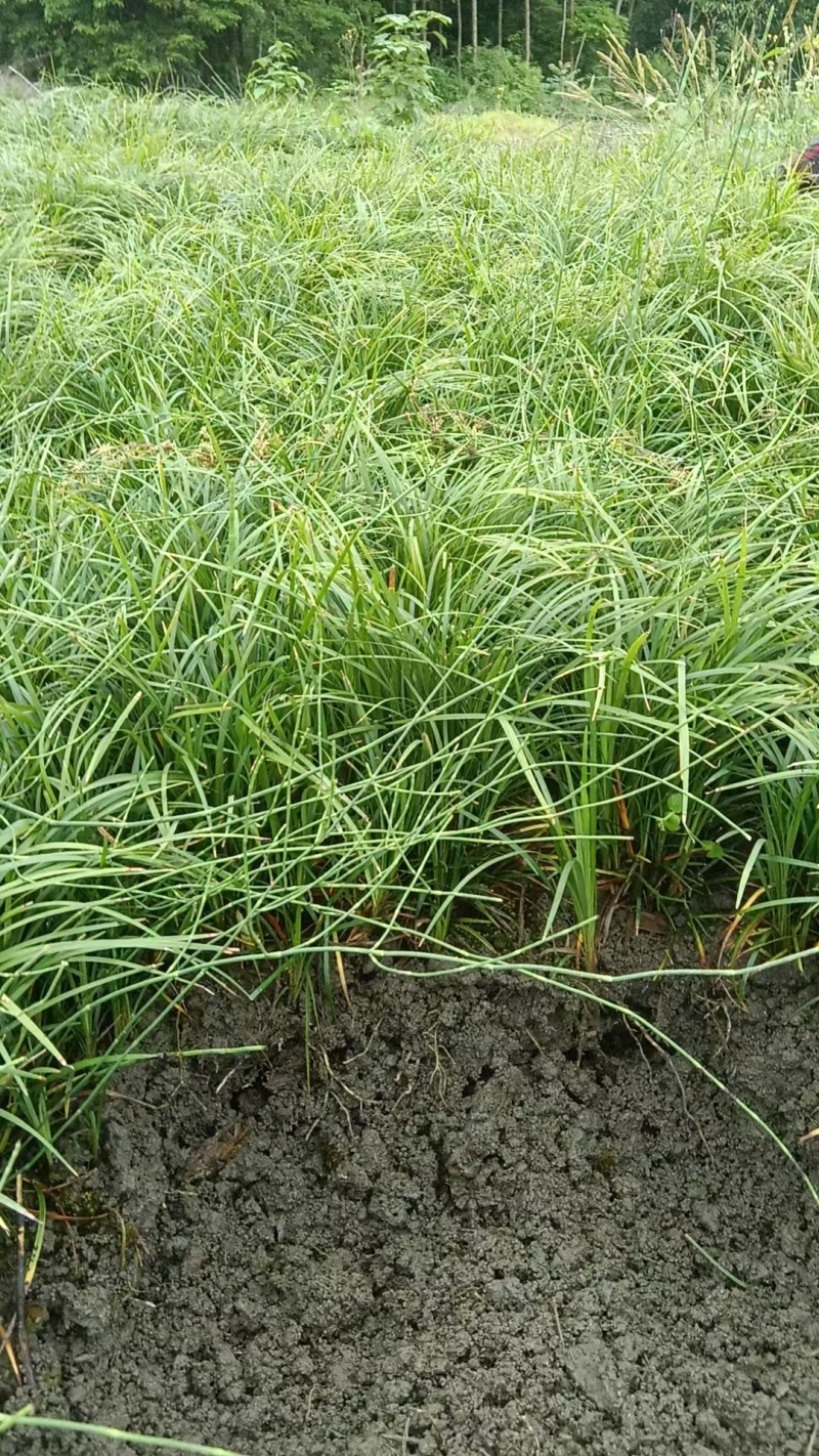 麦冬苗精品直供对接各大平台一手货源整车发货