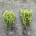雀舌黄杨瓜子黄杨小叶黄杨高20-30厘米，基地直销。