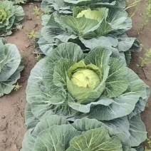 甘蓝圆包菜自家种植，100亩田圆包菜，价格可谈，欢迎电联