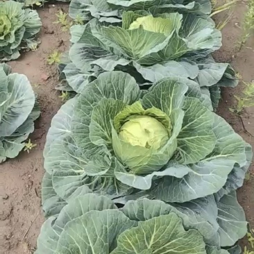甘蓝圆包菜自家种植，100亩田圆包菜，价格可谈，欢迎电联