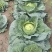 甘蓝圆包菜自家种植，100亩田圆包菜，价格可谈，欢迎电联