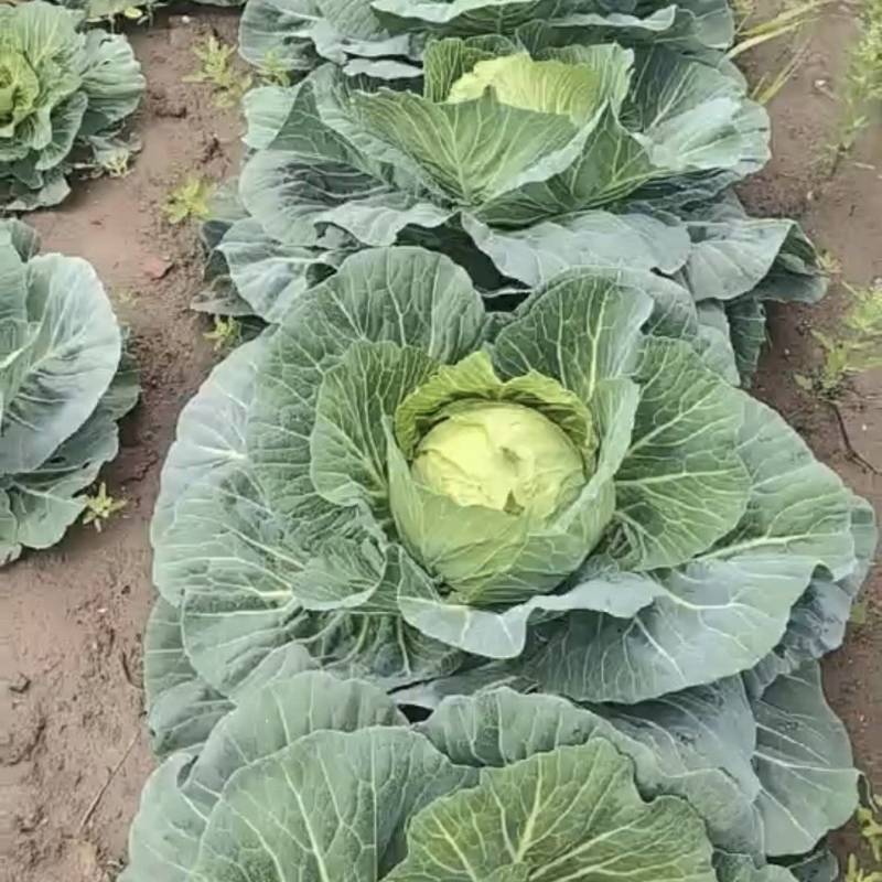 甘蓝圆包菜自家种植，100亩田圆包菜，价格可谈，欢迎电联