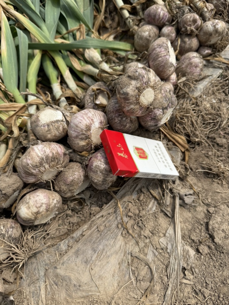 山东产区鲜蒜大批量供应，实力代收！