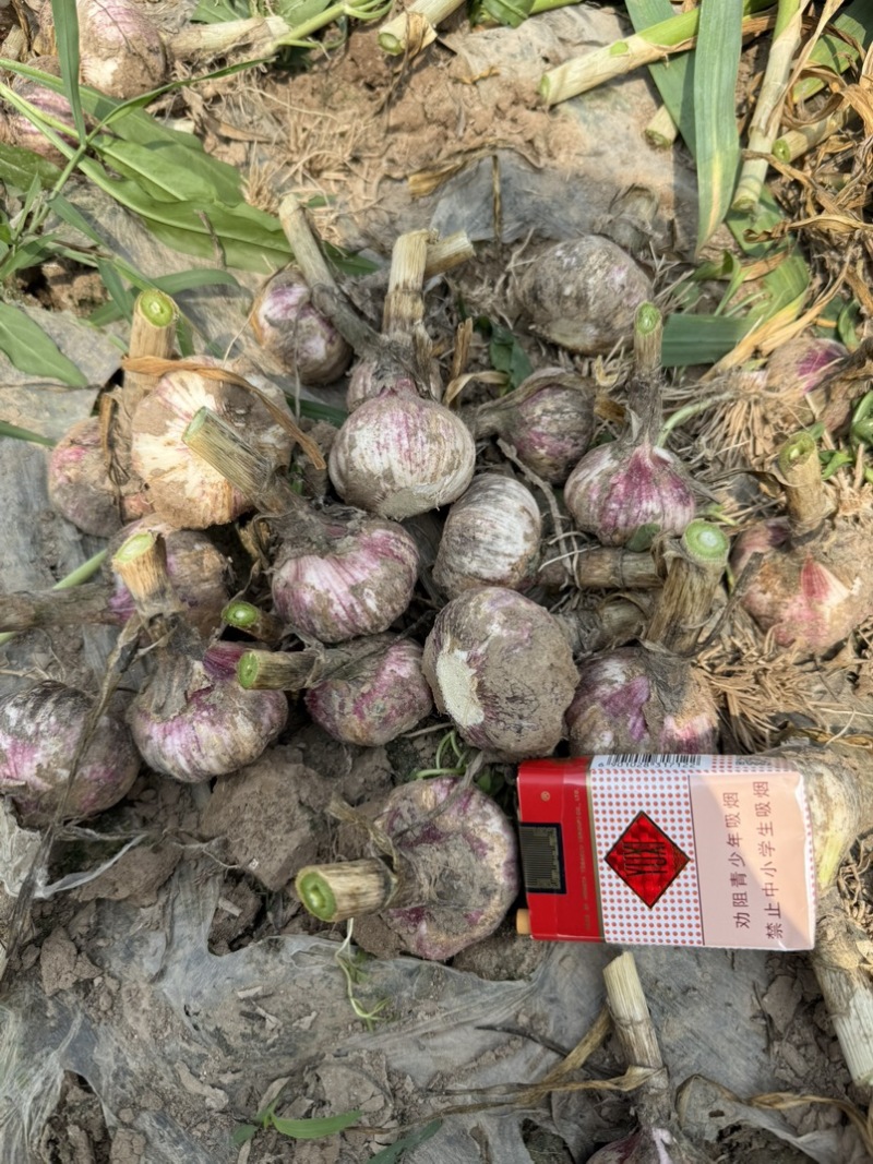 山东产区鲜蒜大批量供应，实力代收！
