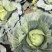 甘蓝圆包菜自家种植，100亩田圆包菜，价格可谈，欢迎电联